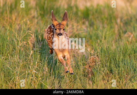 Un adorabile Mule Deer Fawn gioiosamente scorazzare in un prato Foto Stock