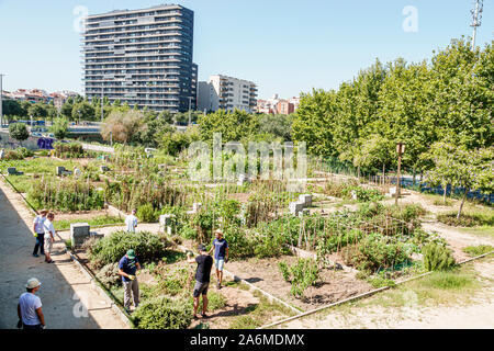 Barcellona Spagna,Catalonia Les Corts,Parc d'Ernest Lluch,parco pubblico,orto urbano comunità giardino,uomo,lavoro,giardinaggio,ispanico,ES190904021 Foto Stock