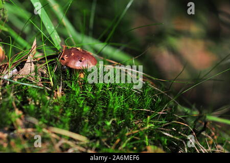 Imleria badia, comunemente noto come il bay bolete, funghi commestibili nella foresta Foto Stock