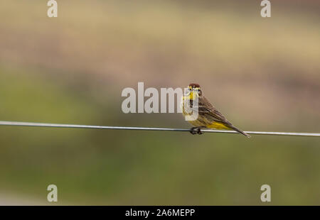 Un bellissimo Palm Trillo arroccato su una recinzione Foto Stock