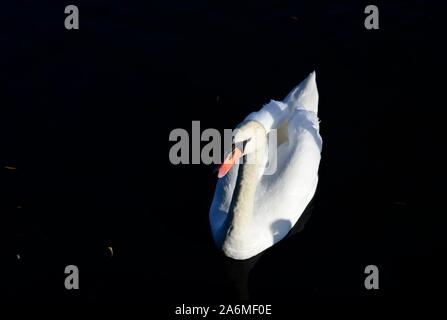 Swan Foto Stock