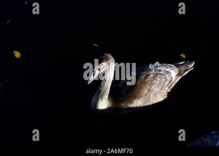 Swan Foto Stock