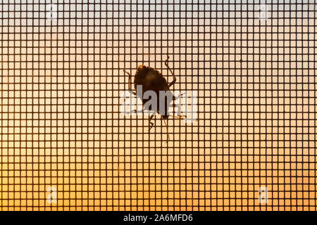 Silhouette di un marrone marmorated stink bug Halyomorpha halys su zanzariera al tramonto, Ungheria, Europa Foto Stock