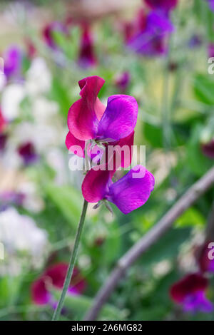 Lathyrus odoratus Matucana -pisello dolce Matucana - Luglio Foto Stock