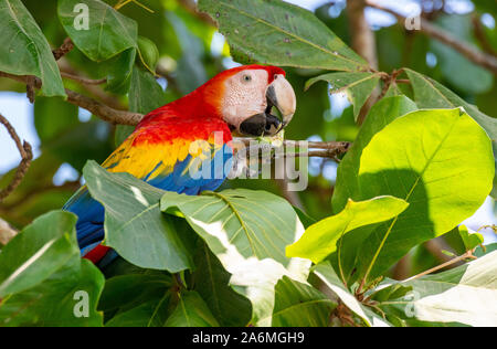 Un bello e colorato Scarlet Macaw sulla penisola di Osa in Costa Rica Foto Stock