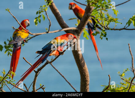 Bella Scarlet Macaws nella foresta tropicale del Costa Rica Foto Stock