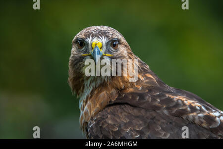 La poiana (Buteo buteo) è un medio-grande rapace Foto Stock