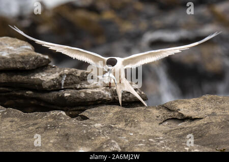 Un grazioso bianco-fronteggiata Tern in volo Foto Stock