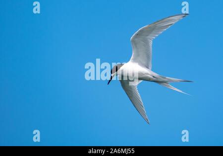 Un grazioso bianco-fronteggiata Tern in volo Foto Stock