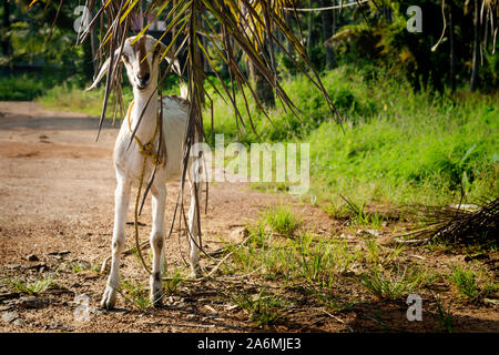 Capra legato con le orecchie lunghe su un dirtroad lungo tropicale campo in erba, Aleppuzha, India Foto Stock