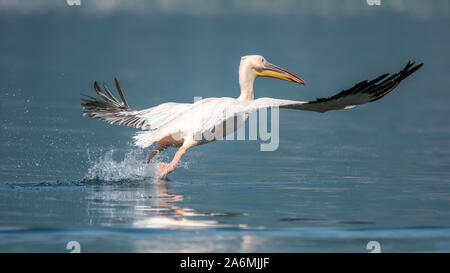 Great White pelican - Pelecanus onocrotalus. Noto anche come il bianco orientale pelican o pelican ottimistico Foto Stock