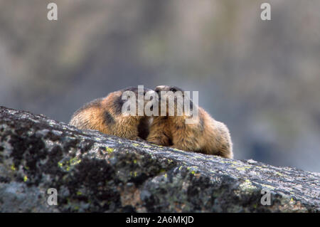 La marmotta alpina, Marmota marmota, Alti Tatra, Slovacchia Foto Stock