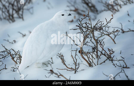 Un bianco-tailed Ptarmigan nascondendo in Plain Sight Foto Stock