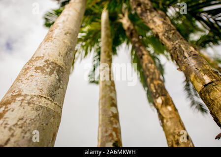 Vari alberi tropicali in una terra di Agroforestry nella foresta amazzonica Foto Stock