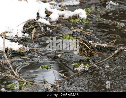 Un Wilson's Snipe in una insenatura ben mimetizzata Foto Stock