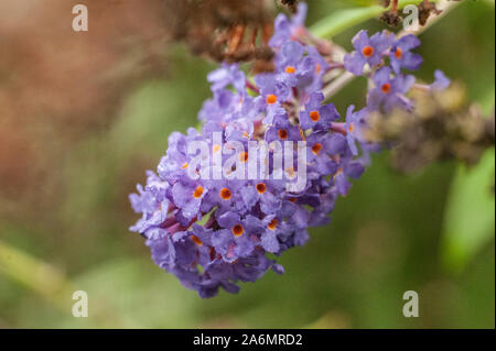 Fiore lilla Foto Stock