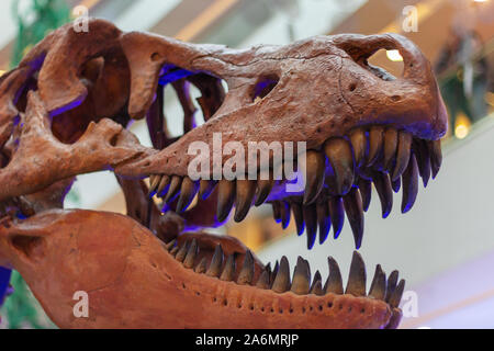 Animale tarbosaurus dinosauri denti jurassic predator ganasce scheletro Foto Stock