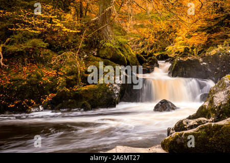 L'eremo nella foresta Craigvinean vicino a Dunkeld in Perthshire sul fiume Braan. Foto Stock