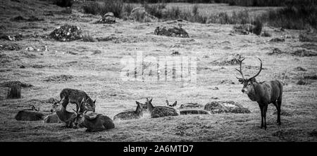 Red Deer presso l'Highland Wildlife Center, Newtonmore, Scozia Foto Stock