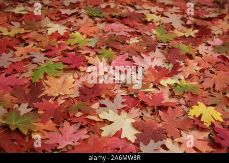 Foglie di acero che copre il terreno sotto la struttura ad albero Foto Stock