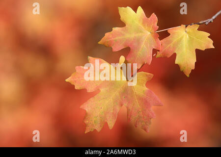 Foglie di acero ruotando nella stagione autunnale, Utah Foto Stock