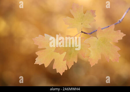 Foglie di acero ruotando nella stagione autunnale, Utah Foto Stock