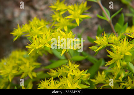 Oro Stonecrop Moss fiori in fiore in primavera Foto Stock