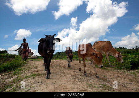 Un uomo cammina il suo bestiame attraverso un argine, nella lama, Bandarban, Bangladesh. Luglio 28, 2010. Foto Stock