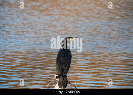 Cormorano Phalacrocorax carbo sinensis in appoggio in autunno Foto Stock