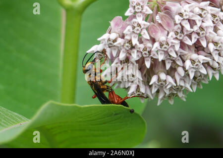 Grande Golden Digger Wasp su Milkweed Fiori Foto Stock