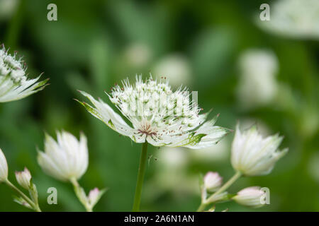 Grande Masterwort fiori in fiore in primavera Foto Stock