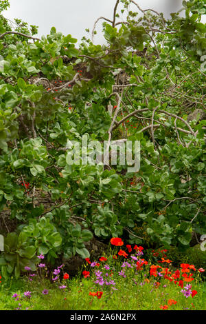 Coltivazione di importante ingrediente della cucina italiana, piantagione di alberi di pistacchio con la maturazione di pistacchi vicino Bronte, situato sulle pendici del M Foto Stock