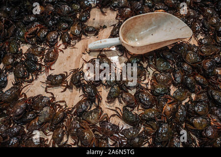 I piccoli granchi in vendita presso il mercato del pesce di Cagliari Foto Stock