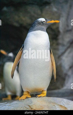 Il pinguino re (Atenodytes patagonicus) è la seconda specie più grande di pinguino. Zoo di Calgary, Calgary, Alberta. Foto Stock