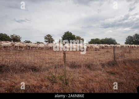 Le pecore al pascolo nella campagna della Sardegna, Italia Foto Stock