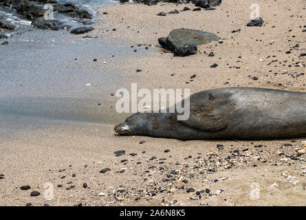 Hawaiian Foca Monaca sulla spiaggia Foto Stock