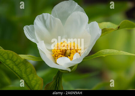 L'Himalayan Peonia fiore in fiore in primavera Foto Stock