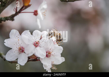 Honeybee su Cherry Plum Blossom in inverno Foto Stock