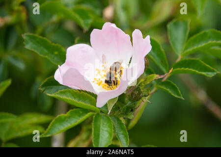 Honeybee su Wild Rose fiore in primavera Foto Stock