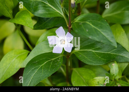 Pervinca intermedio di fiore in fiore in inverno Foto Stock