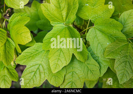 Italiano di foglie di acero in primavera Foto Stock