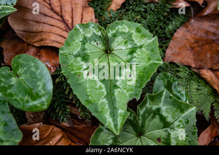 Ivy lasciava Ciclamino foglie in inverno Foto Stock