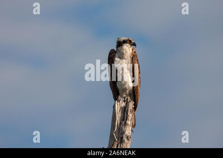 Falco pescatore - Pandion haliaetus - arroccato su arto morto in Ding Darling National Wildlife Refuge su Sanibel Island, Florida in inverno. Foto Stock