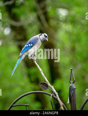 Blue Jay appollaiato sul ramo vicino backyard alimentatore Foto Stock