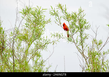 Bird (Cardinale) nella struttura ad albero contro il cielo nuvoloso Foto Stock
