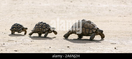 Leopard tartarughe camminando in una linea da grande a piccolo nel deserto del Kalahari. Sud Africa. Stigmochelys pardalis Foto Stock