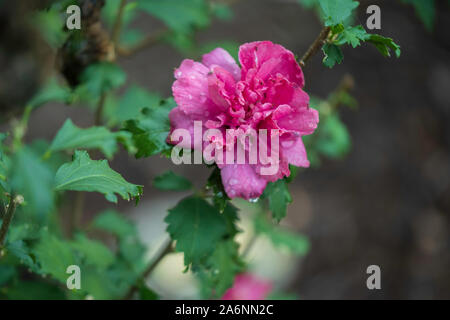 Rosa di Sharon doppio petaled 'Lucy', dopo una pioggia e coperto di formiche. Kansas, Stati Uniti. Foto Stock