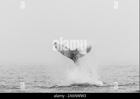 La coda di una Humpback Whale - Megaptera novaeangliae- emergenti dalla superficie dell'oceano, vicino a Walvis Bay, Namibia. Foto Stock