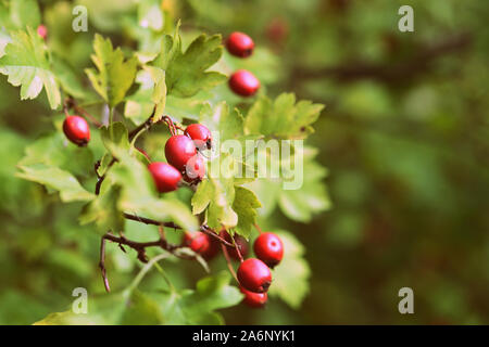 Mature biancospino bacche su una boccola nella foresta di autunno close-up Foto Stock