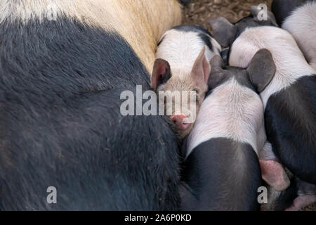 A doppio spiovente di suinetti, Sus scrofa domesticus, e loro scrofa madre, dormendo ammassato in un maiale pen Foto Stock